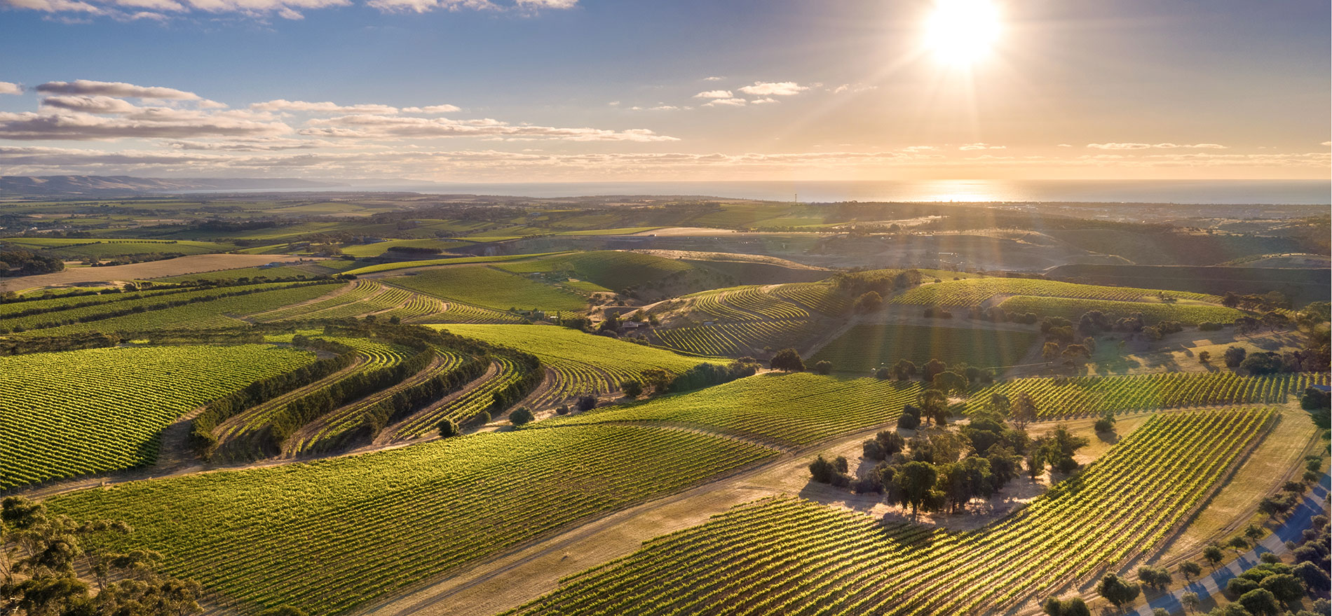 McLaren Vale Grenache Old vines new ways Wine Australia McLaren Vale Grenache Old vines new ways Wine Australia