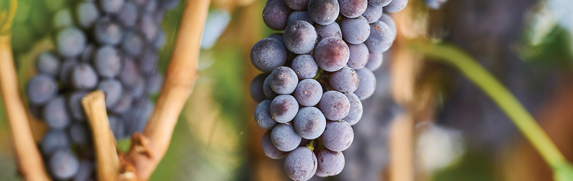 Photo: Ian Routledge / Wine Australia