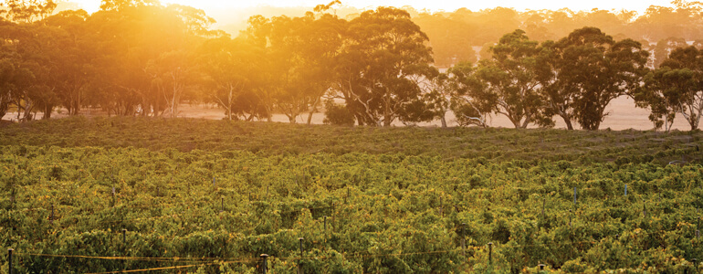 Sunset over Australian vineyard