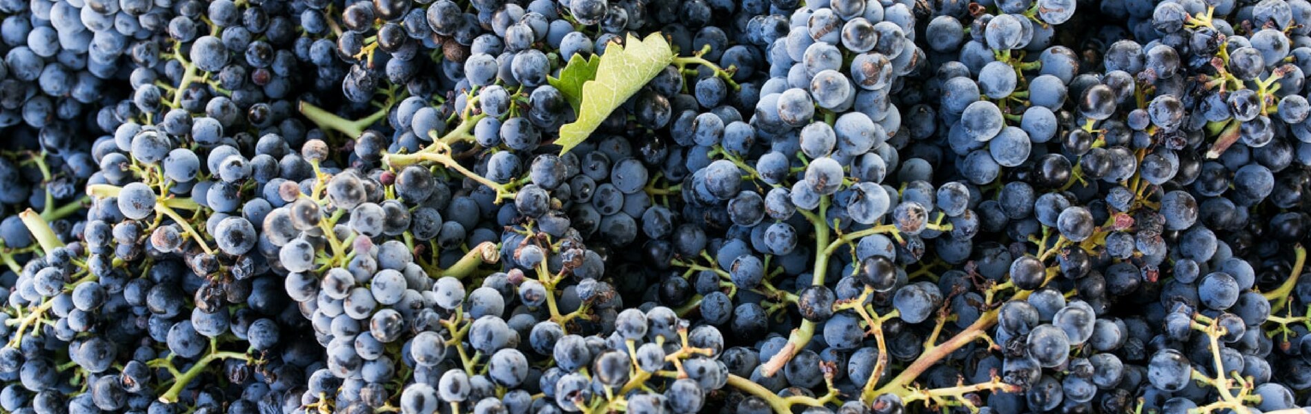 A bunch of Mataro grapes