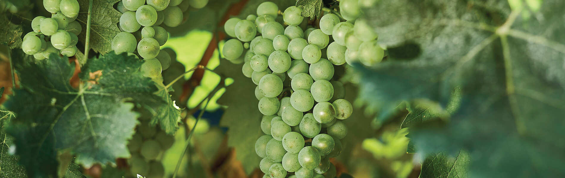 Photo: Ian Routledge / Wine Australia