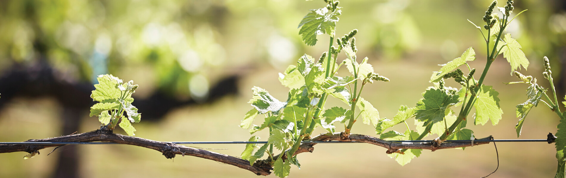 Photo: Ewen Bell / Wine Australia