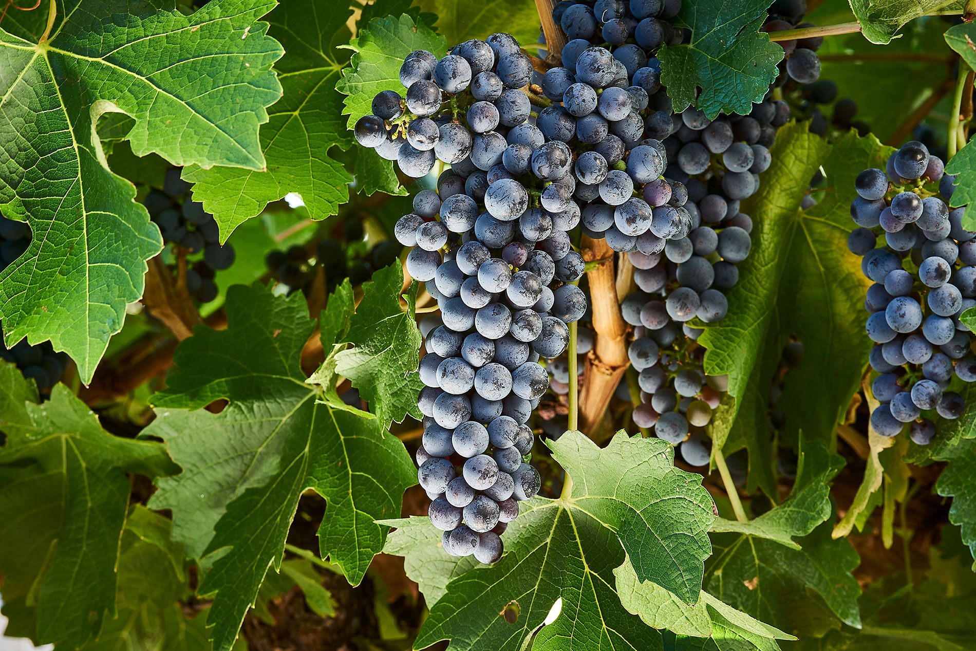 Cabernet Sauvignon A modern Australian classic Wine Australia