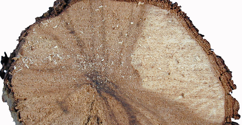 Wedge-shaped zone of dead wood as a result of eutypa infection.