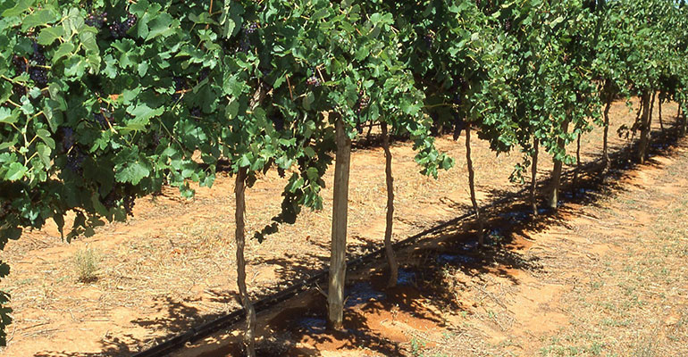 In dry soils, irrigation prior to bud-break can avoid uneven and reduced early season shoot growth.