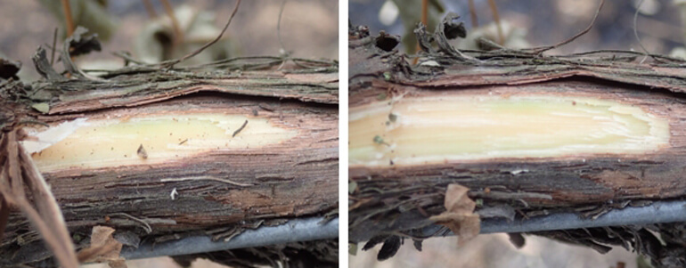 Slices into the cambium layer