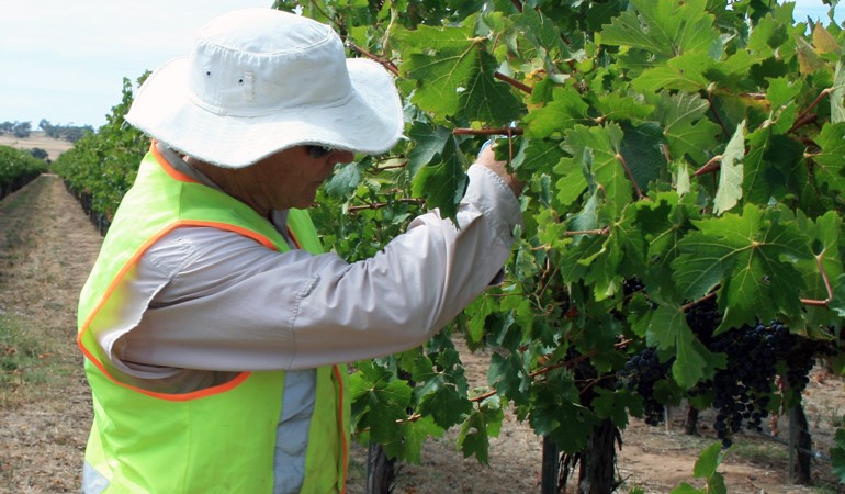 Vine inspection